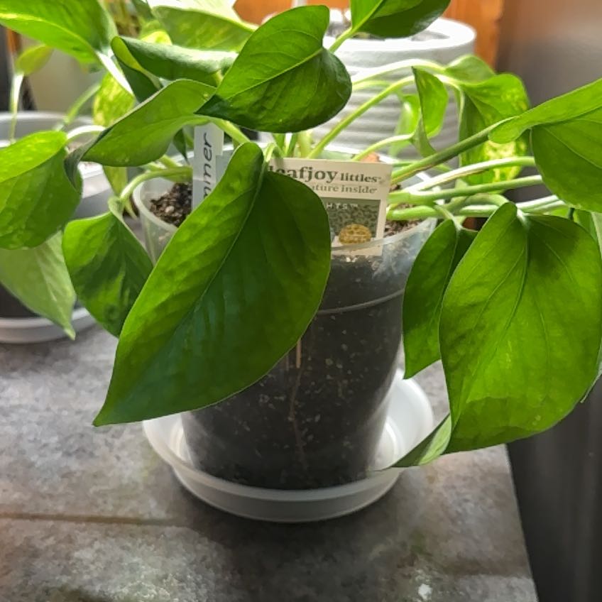 Photo of the plant species Pothos by @PlantParty401 named Summer on Greg, the plant care app