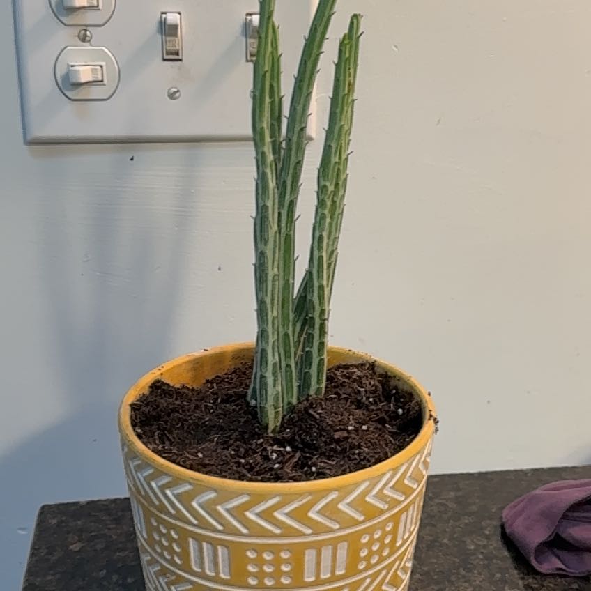 Photo of the plant species Pickle Plant by @PlantParty401 named Pickles on Greg, the plant care app