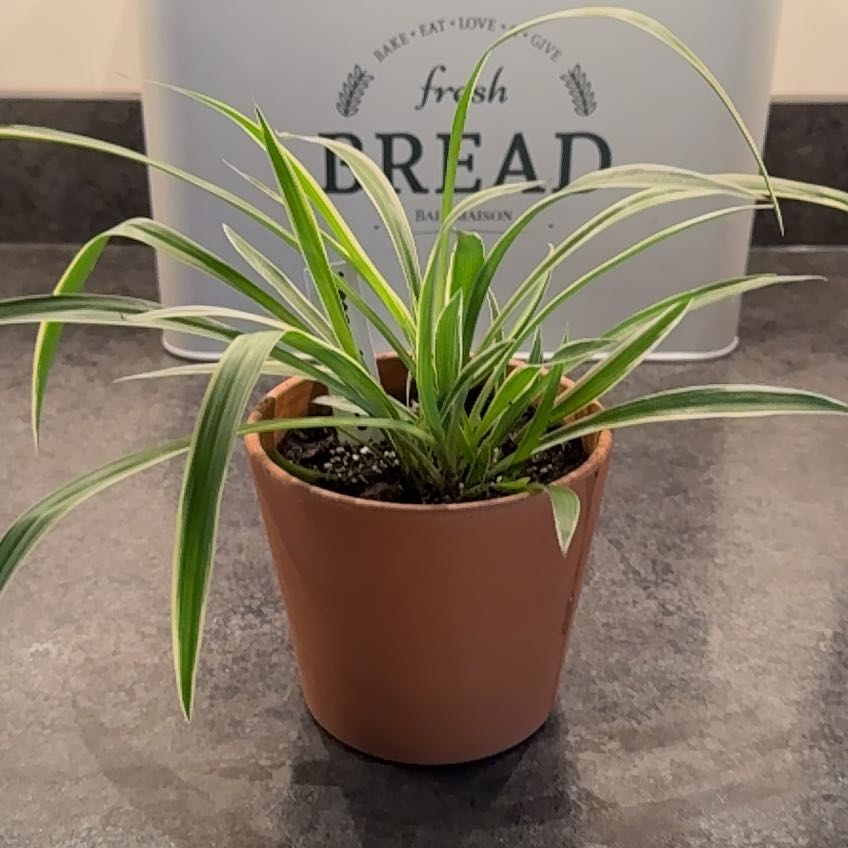 Photo of the plant species Variegated Spider Plant by @PlantParty401 named Keanu Leaves on Greg, the plant care app