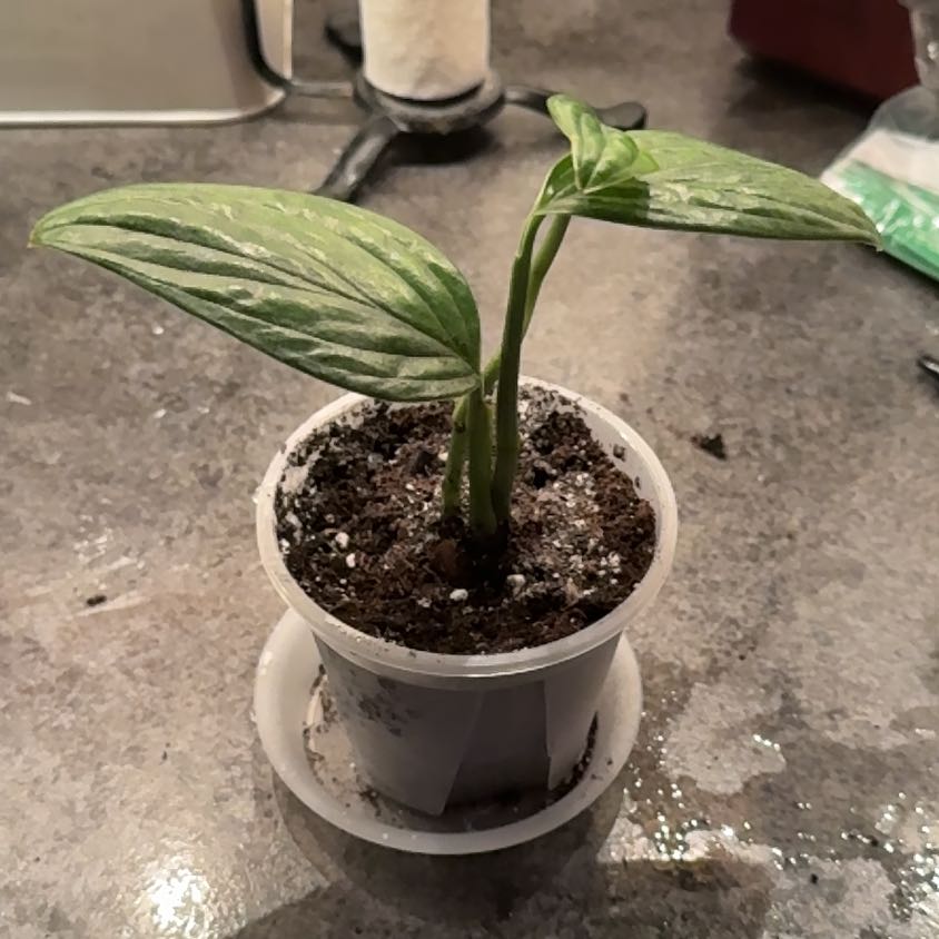 Photo of the plant species Mostera Peru by @PlantParty401 named Sprout on Greg, the plant care app