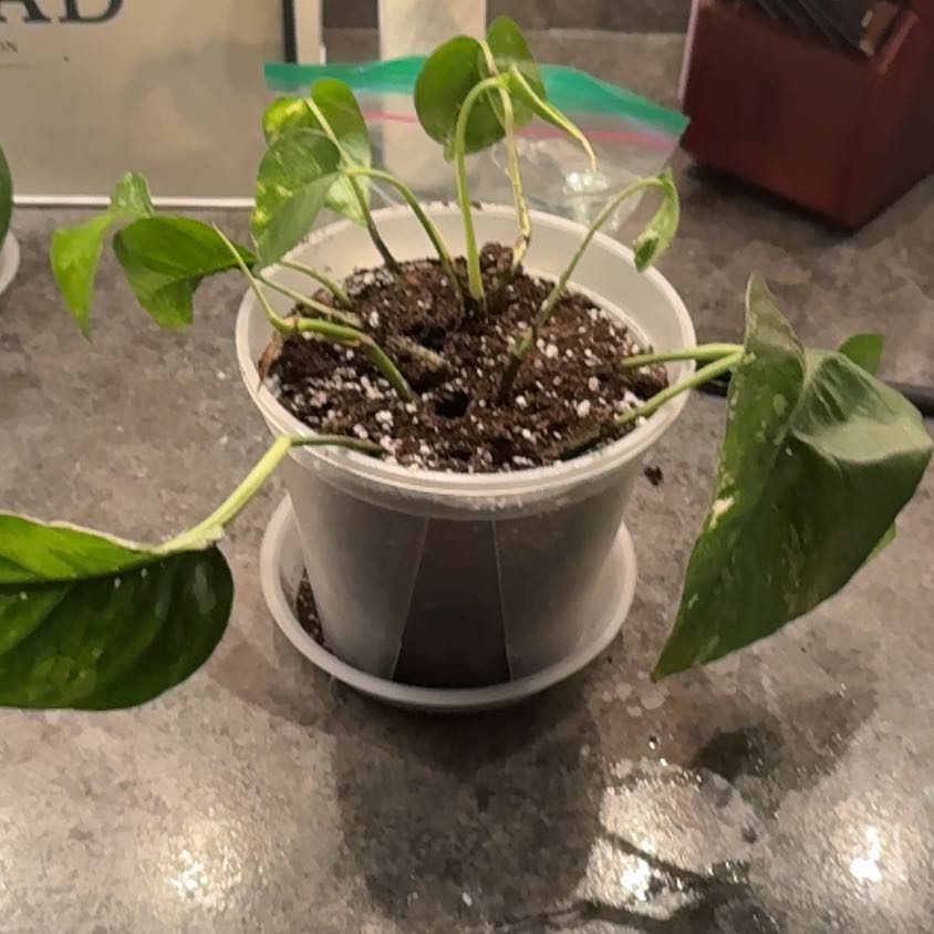 Photo of the plant species Pothos Albo by @PlantParty401 named Big Jim on Greg, the plant care app