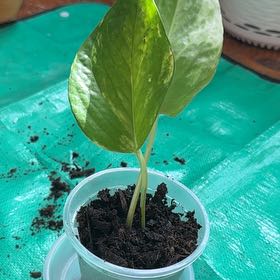 Photo of the plant species Fernando’s Fire Pothos by @PlantParty401 named Fern on Greg, the plant care app