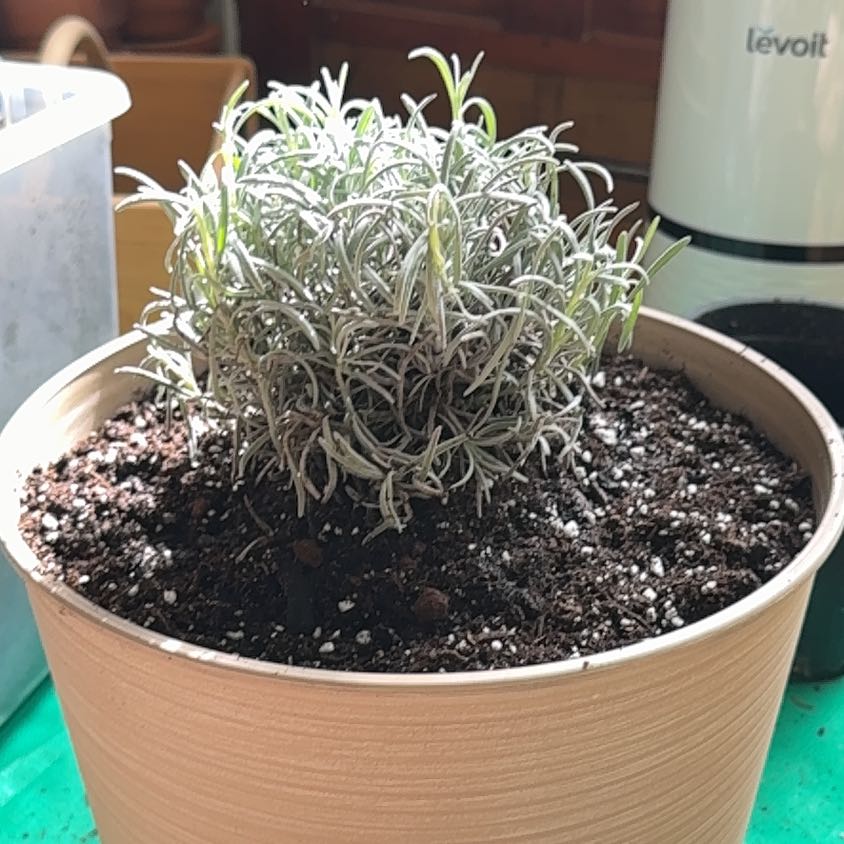 Photo of the plant species Lavender 'Phenomenal' by @PlantParty401 named Venus on Greg, the plant care app
