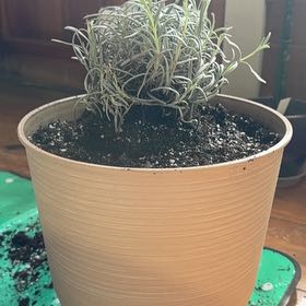 Photo of the plant species Lavender 'Phenomenal' by @PlantParty401 named Dolores on Greg, the plant care app