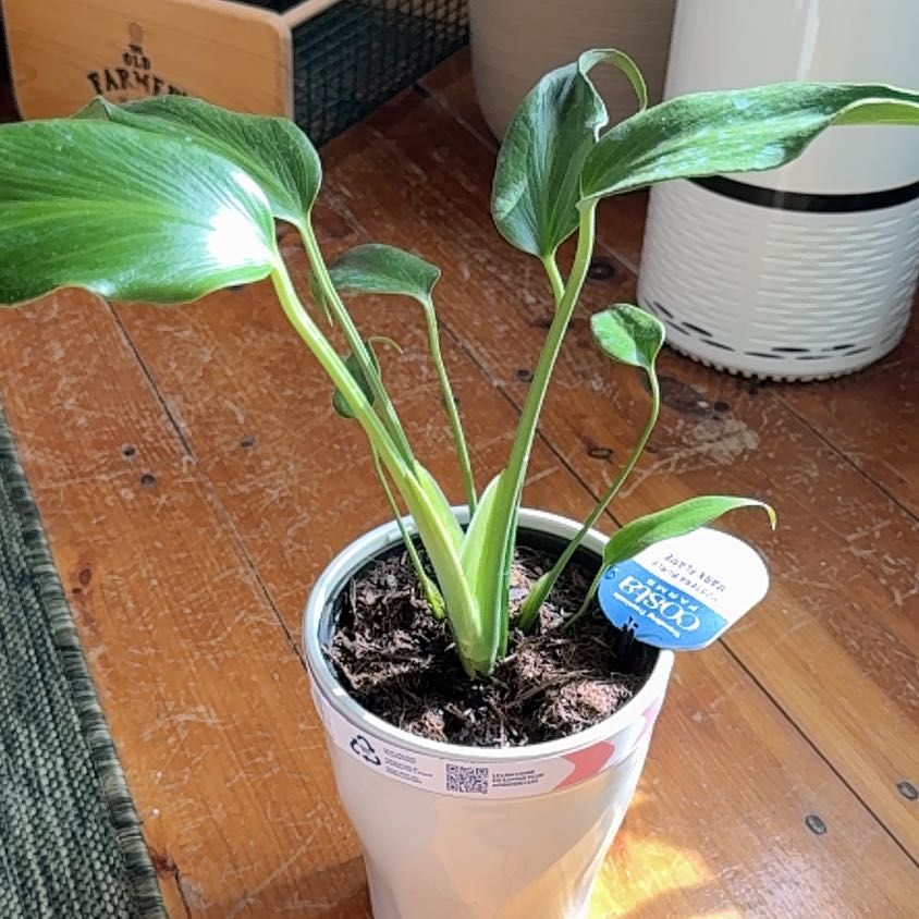 Photo of the plant species Monstera Burle Marx Flame by @PlantParty401 named Marx on Greg, the plant care app