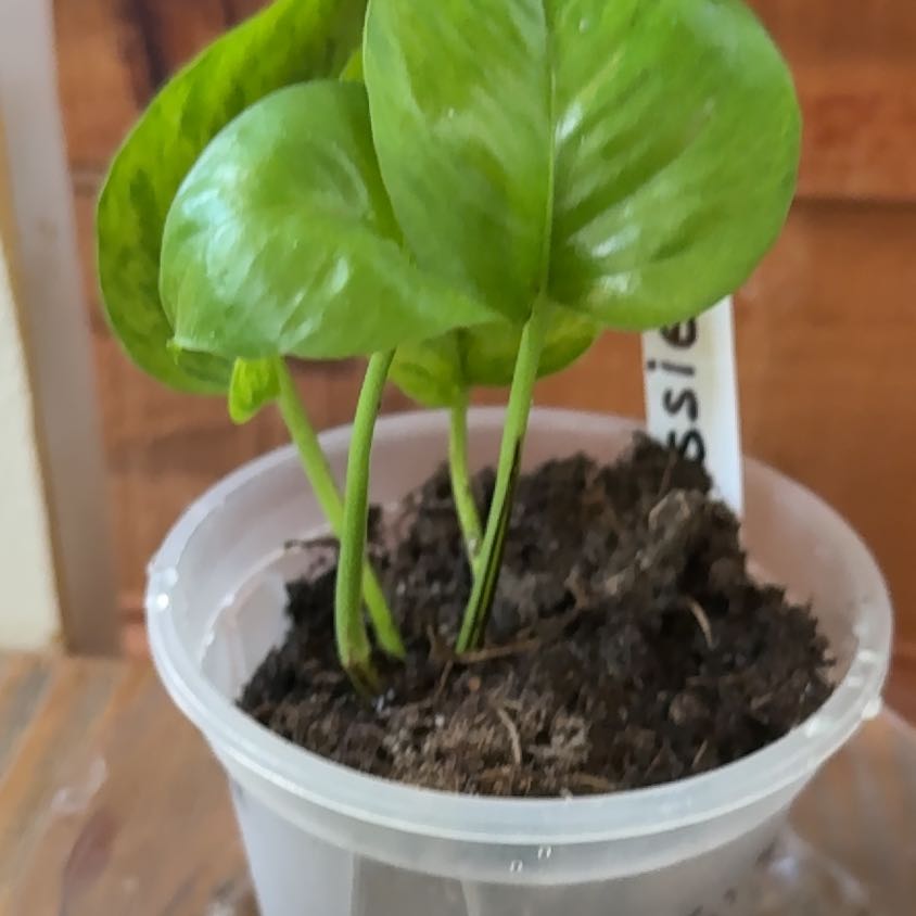 Photo of the plant species Jessenia Pothos by @PlantParty401 named Jessie on Greg, the plant care app
