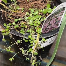 Photo of the plant species Lime Zinger Stonecrop by @Scurry64 named Khaleesi on Greg, the plant care app