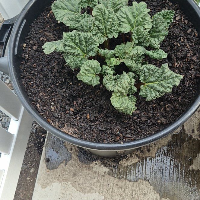 Photo of the plant species Victoria Rhubarb by @WillPokaka24 named Rainier on Greg, the plant care app