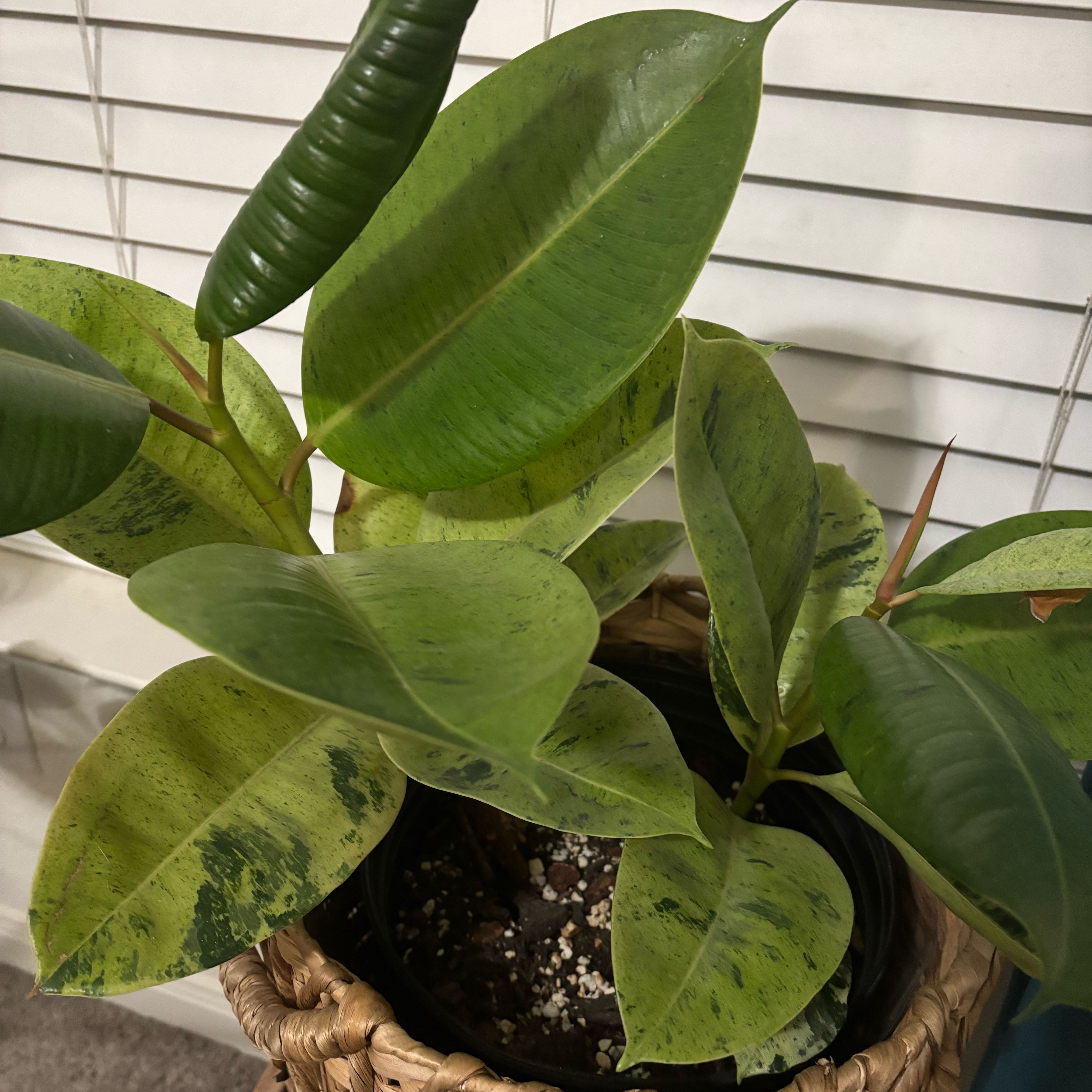 Photo of the plant species Ficus 'Moonshine' by @AlwaysBlackpine named Luna on Greg, the plant care app