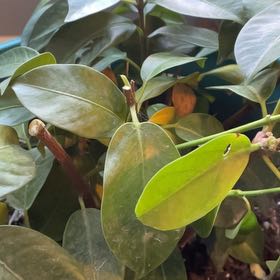 Photo of the plant species Pink Dipladenia by @AnewTasselfern named Nithin on Greg, the plant care app