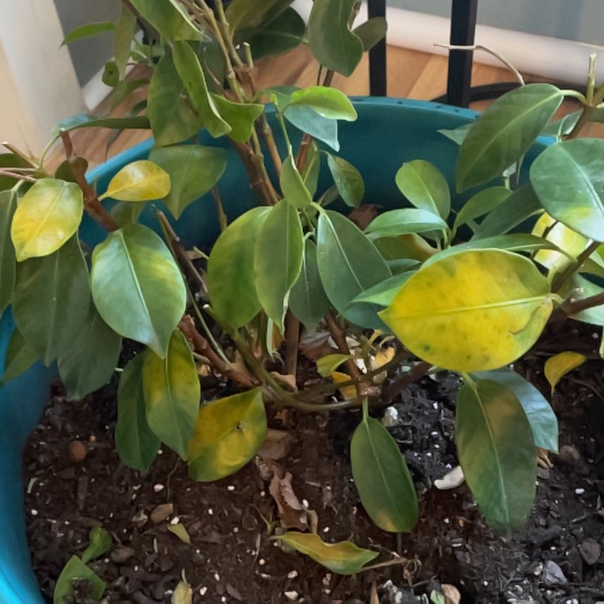 Photo of the plant species Pink Dipladenia by @AnewTasselfern named Denali on Greg, the plant care app