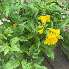 Photo of the plant species Yellow Bells by @AnewTasselfern named Esperanza (Gold Star) on Greg, the plant care app