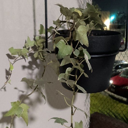 Photo of the plant species Cape Ivy by @YernChestnutoak named Ulysses S Plant on Greg, the plant care app