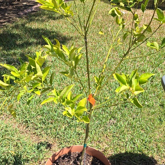 Photo of the plant species Owari Satsuma Mandarin Tree by @LegendaryBagpod named Daphne on Greg, the plant care app