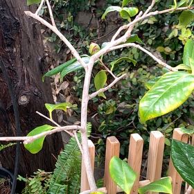 Photo of the plant species Wire Nettingbush by @KnightRedshanks named Khaleesi on Greg, the plant care app