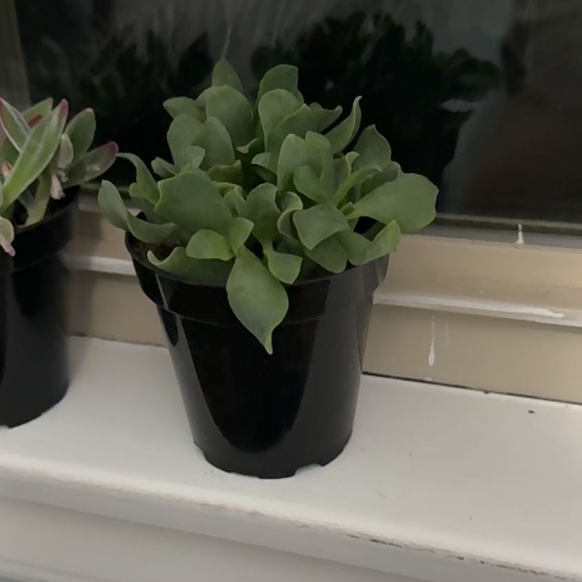 Photo of the plant species Jade Tree by @JuicyKamahi98 named Denali on Greg, the plant care app