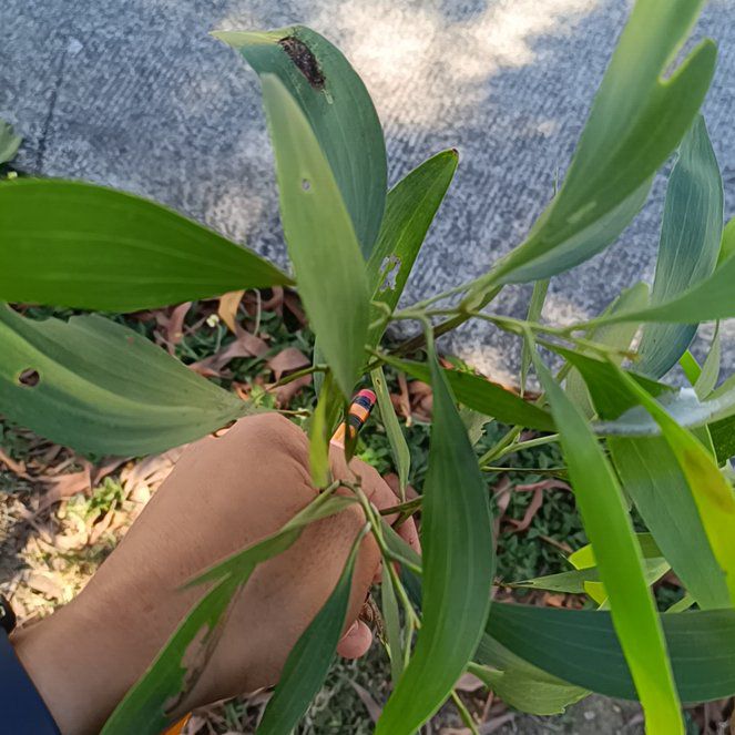 Photo of the plant species Blackwood by @CozyRoselle39 named Marley on Greg, the plant care app