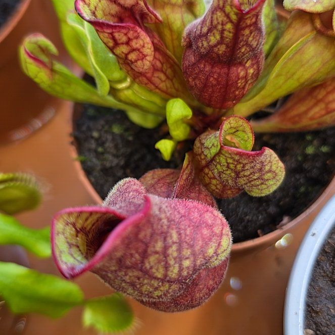 Photo of the plant species Southern Purple Pitcher Plant by @Lusky69 named Beyonce on Greg, the plant care app