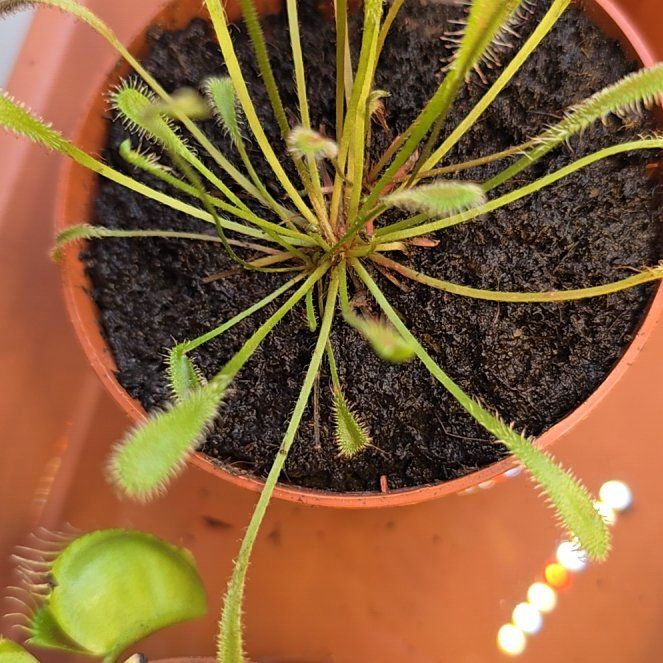 Photo of the plant species Nestle-leaf Sundew by @Lusky69 named Wall-E on Greg, the plant care app