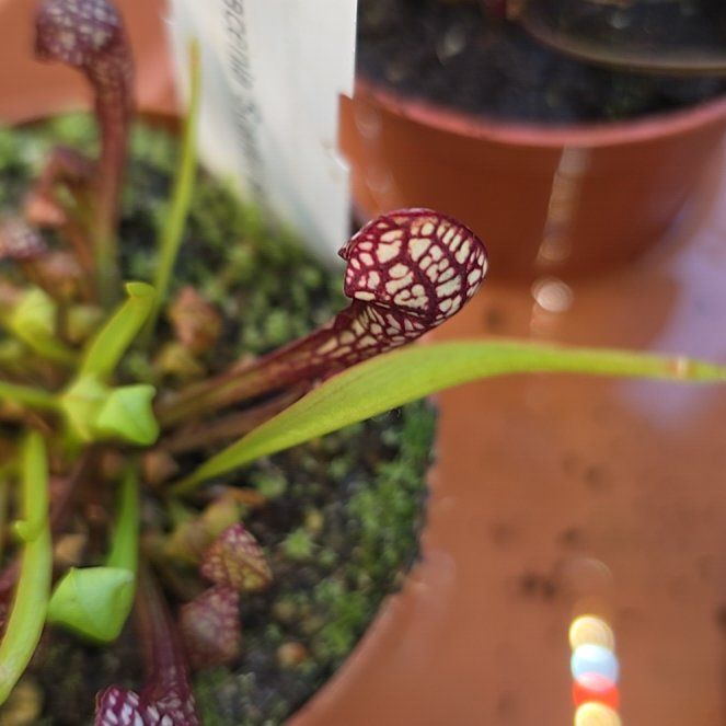 Photo of the plant species Scarlet Belle by @Lusky69 named Rainier on Greg, the plant care app
