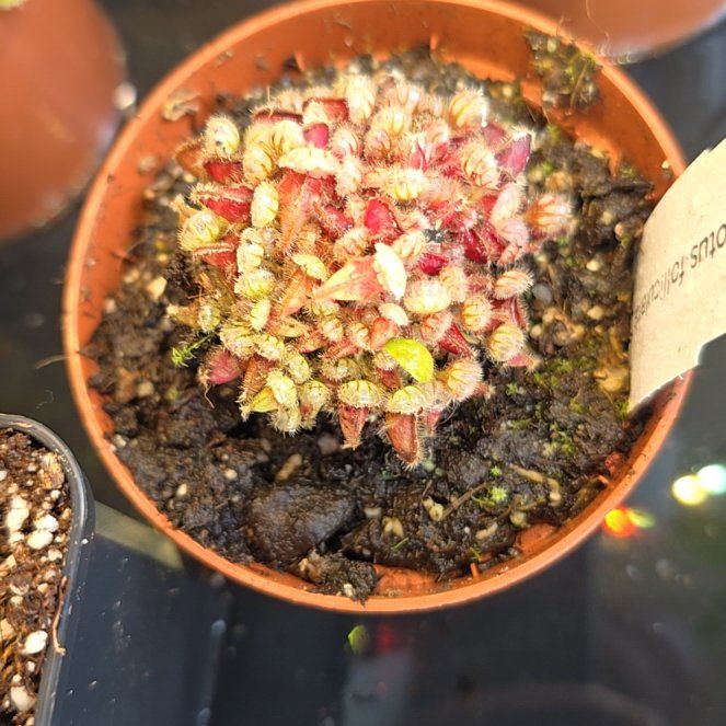 Photo of the plant species Australian Pitcher Plant by @Lusky69 named Bruce Lee on Greg, the plant care app