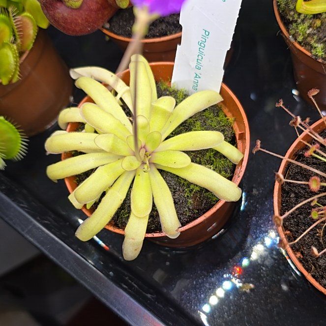 Photo of the plant species Pinguicula 'Anna' by @Lusky69 named Gates on Greg, the plant care app