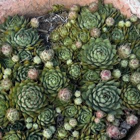 Photo of the plant species Sempervivum Globiferum by @ZanyMayten41 named Stella on Greg, the plant care app