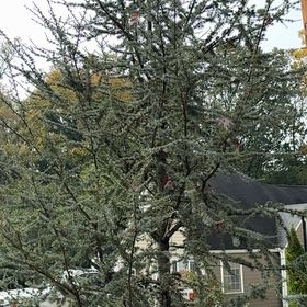 Photo of the plant species Atlas Cedar by @AngelicGinger90 named Luna on Greg, the plant care app