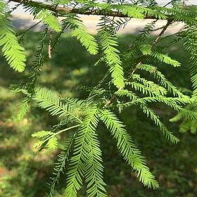 Photo of the plant species Bald Cypress by @AngelicGinger90 named Mollie on Greg, the plant care app