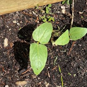 Photo of the plant species Yardlong Bean 'Thai Soldier' by @IdolSoftarnica named Sage on Greg, the plant care app
