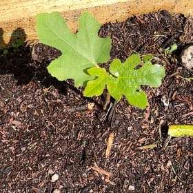 Photo of the plant species Hardy Kiwi Vine by @IdolSoftarnica named Scarlett on Greg, the plant care app