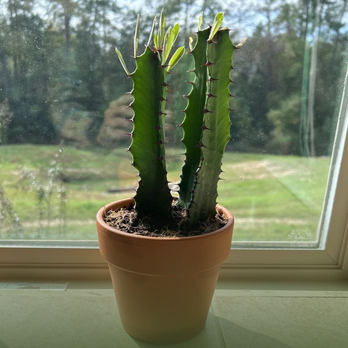 Photo of the plant species Desert Candle Cactus by @NoblyKaro named Sproutacus on Greg, the plant care app