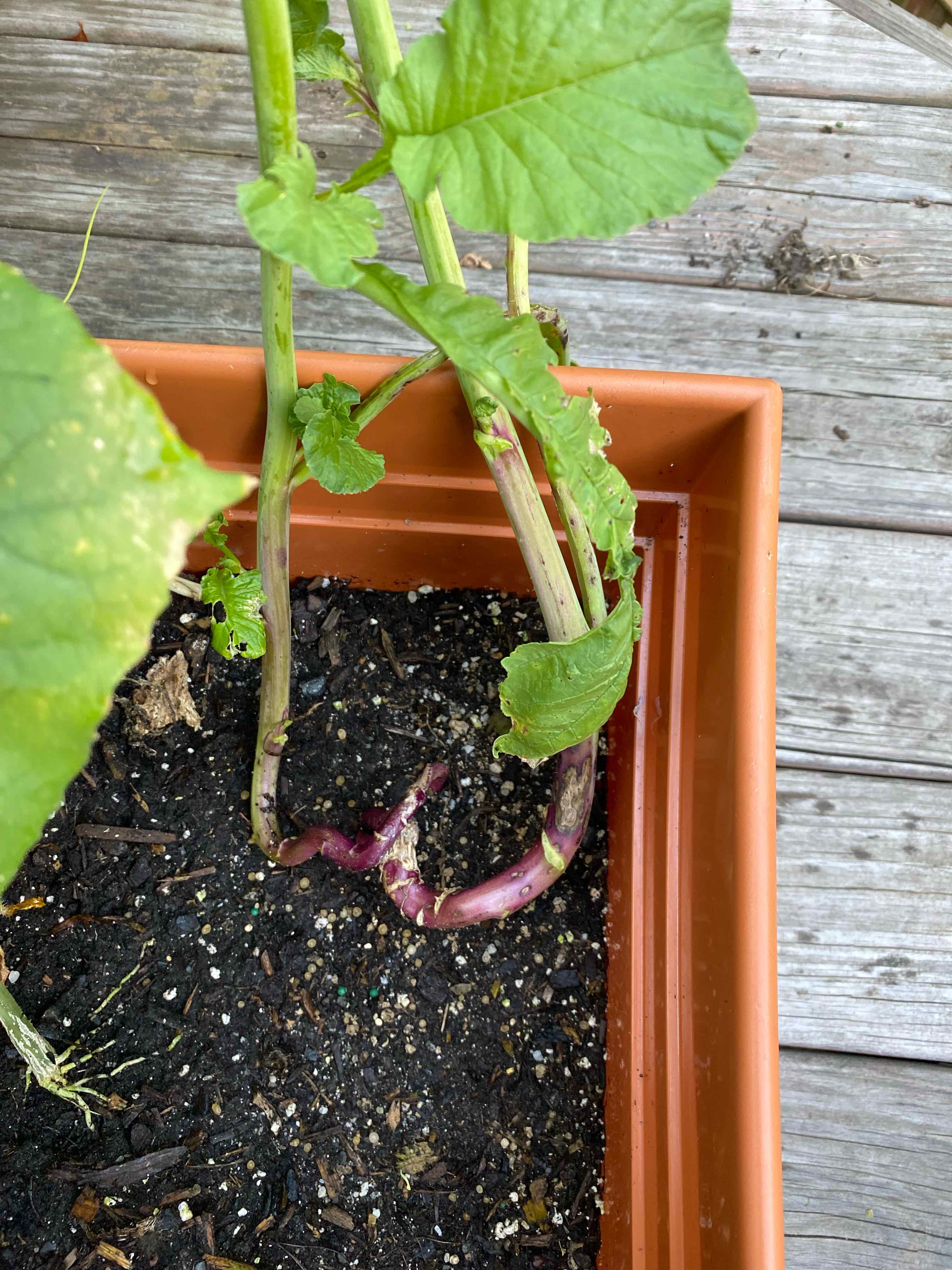 Wild Radish plant in a rectangular pot with visible green leaves and stems.