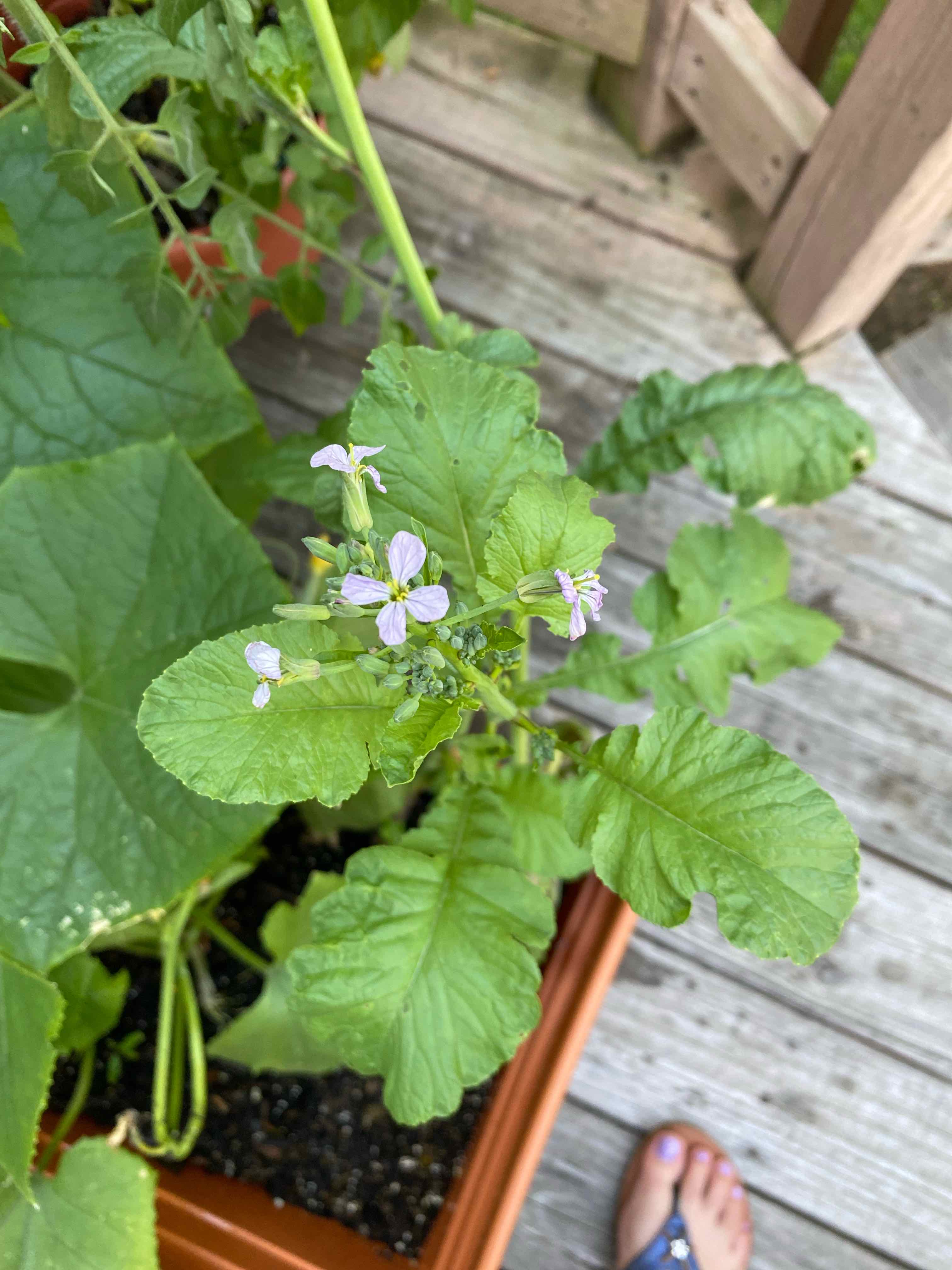 Wild Radish plant with green leaves and small purple flowers in a pot.