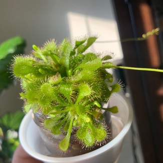 Round-Leaved Sundew plant in Somewhere on Earth