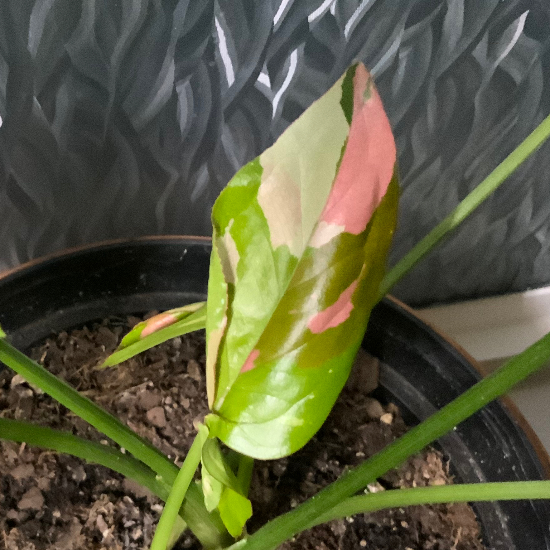 Photo of the plant species Syngonium Red Spot by @Swellsquid768 named Expensive cat salad on Greg, the plant care app