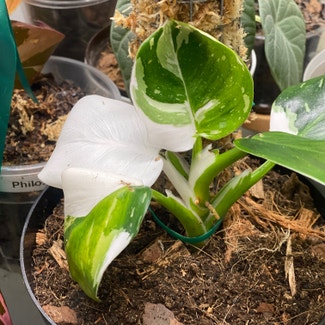 Philodendron 'White Wizard' plant in Somewhere on Earth