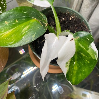 Philodendron 'White Wizard' plant in Somewhere on Earth