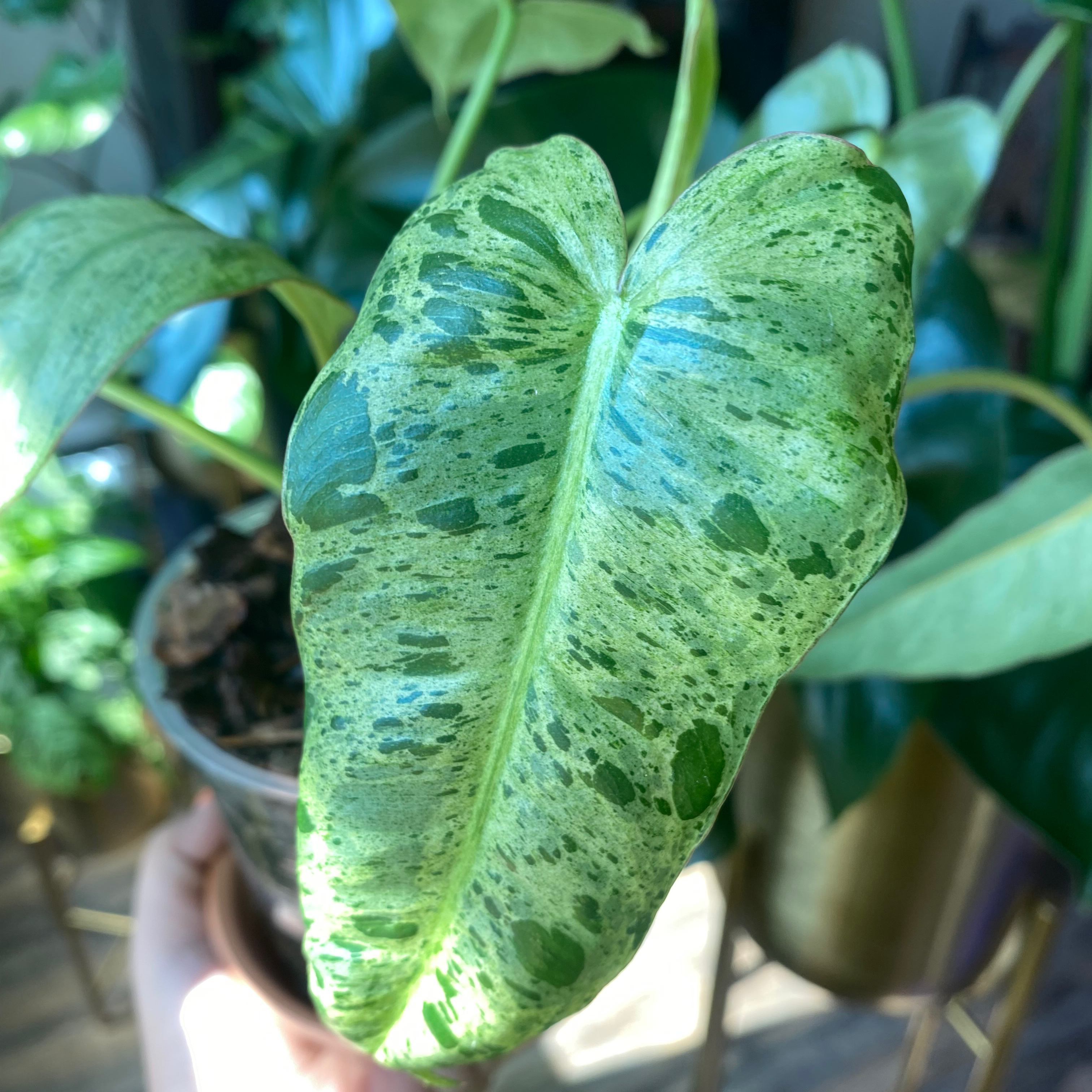 Paraiso Verde Philodendron with variegated leaves, held by a hand.