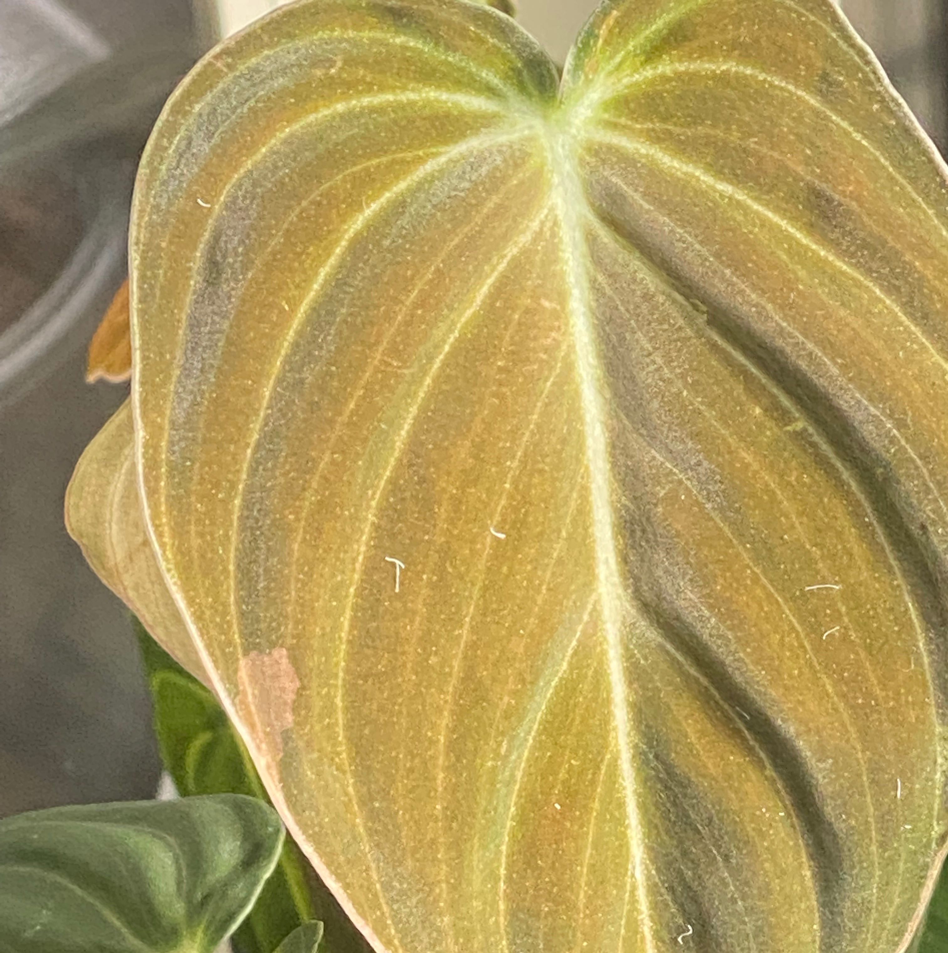 Close-up of a Black Gold Philodendron leaf with some browning and discoloration.