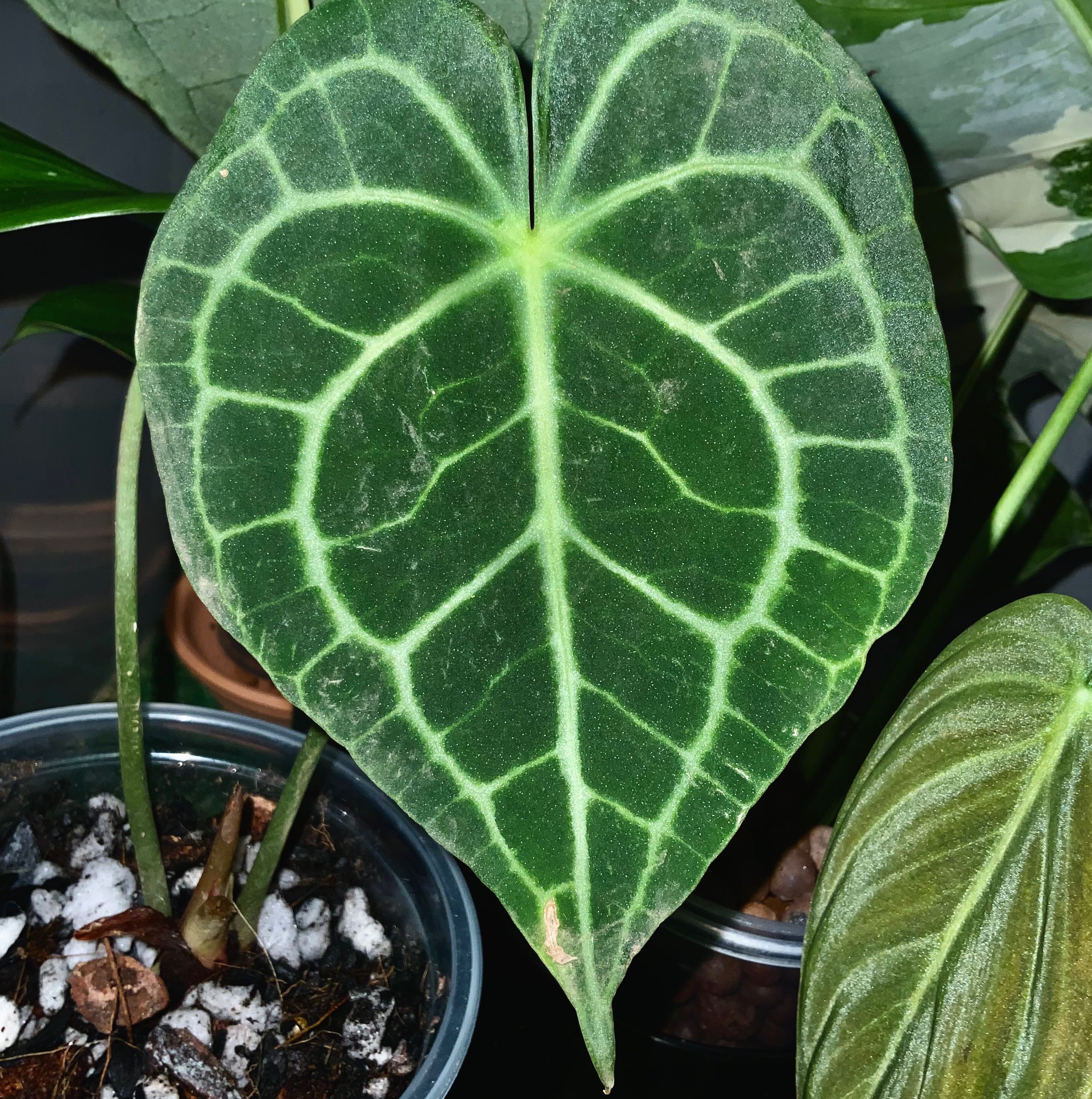 Velvet Cardboard Anthurium with prominent veining and visible soil.