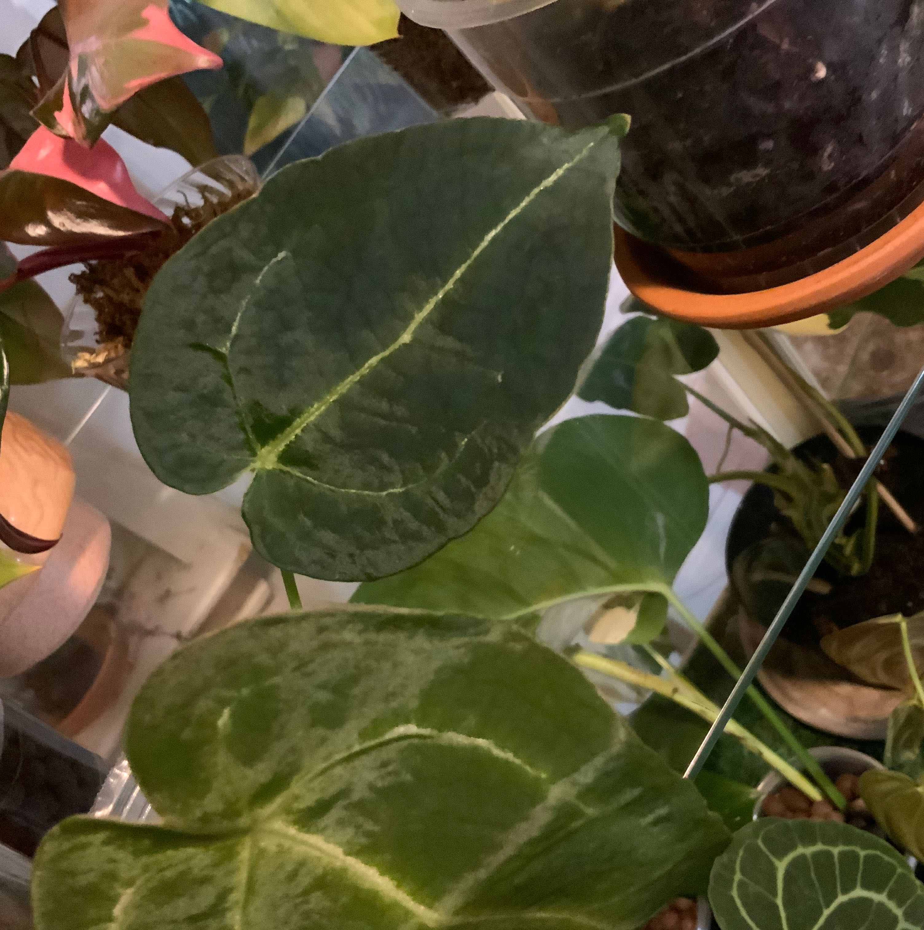 Anthurium forgetii plant with dark green, heart-shaped leaves in a pot. Soil is visible.