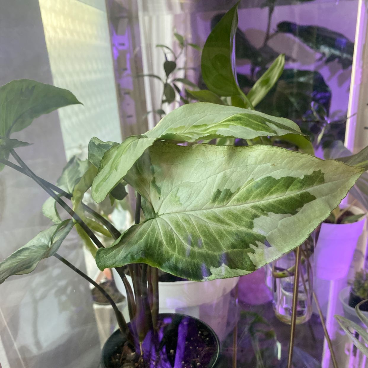 Three Kings Syngonium plant with variegated leaves in a pot with visible soil.