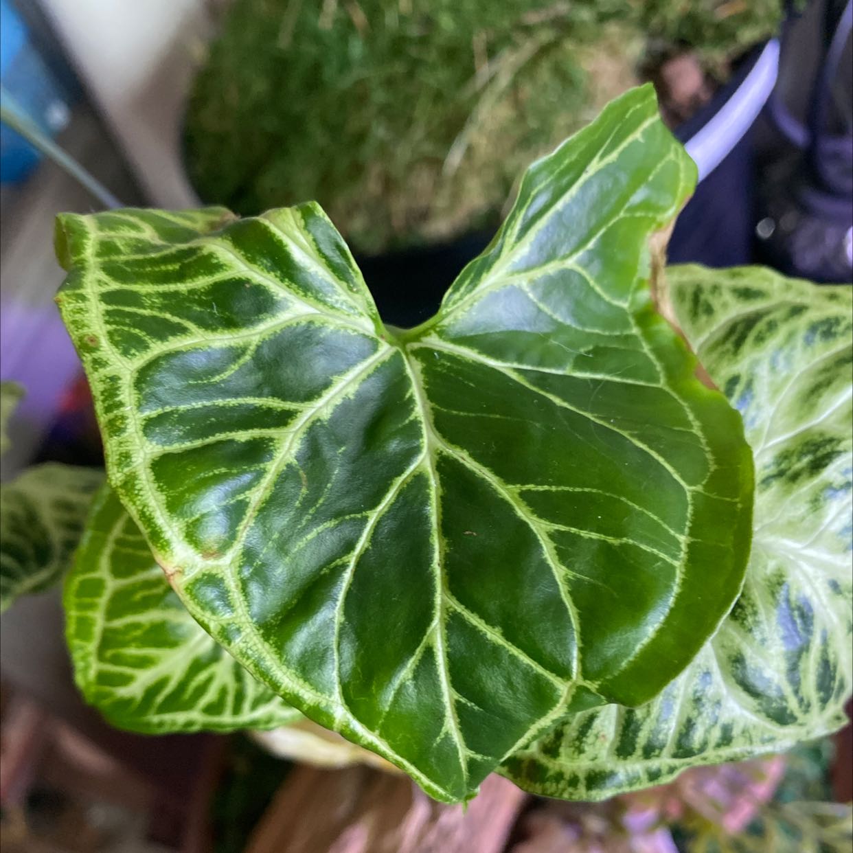 Close-up of a healthy Syngonium 'Batik' leaf with vibrant green coloration and white veining.