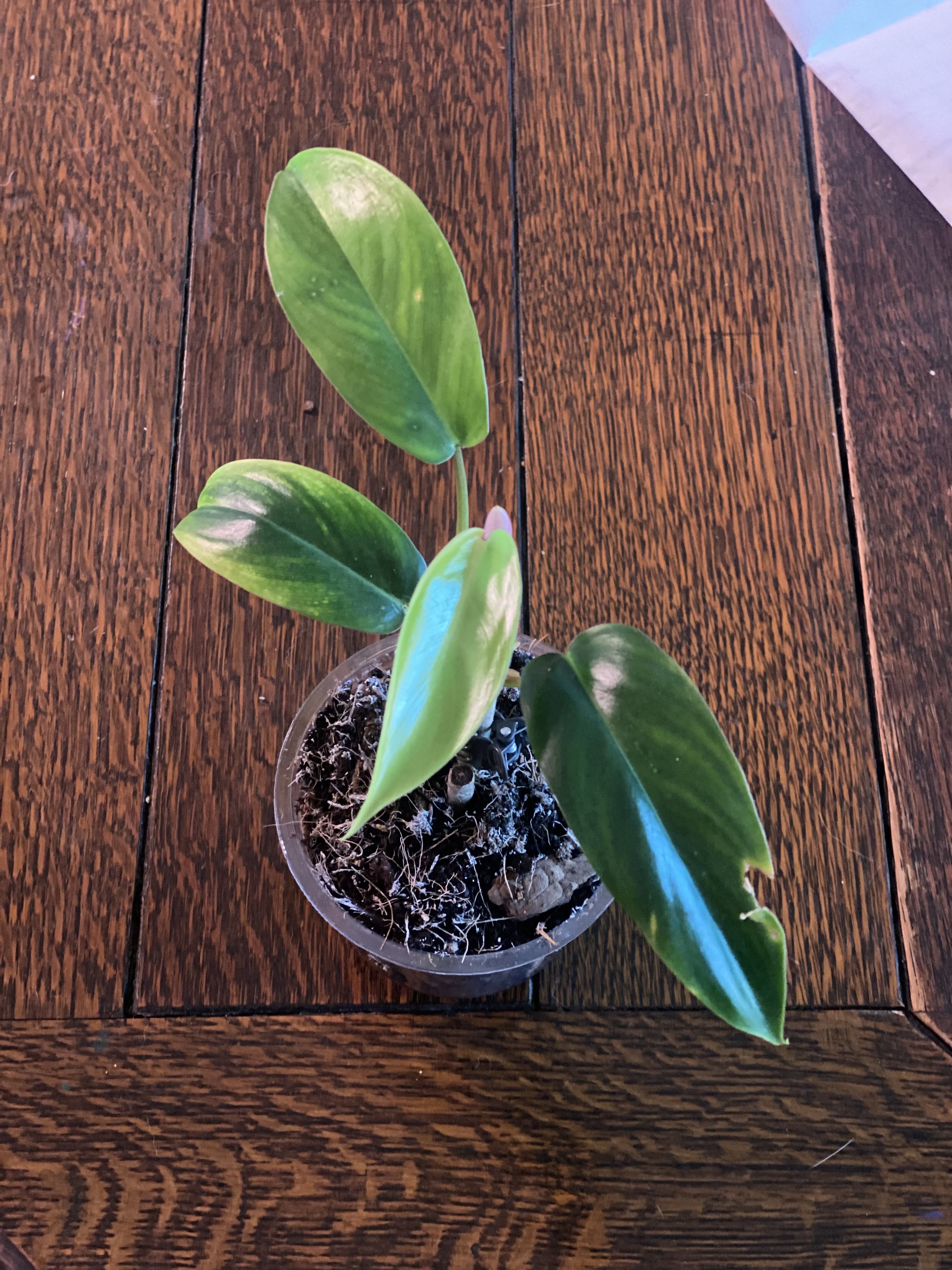 Photo from the post