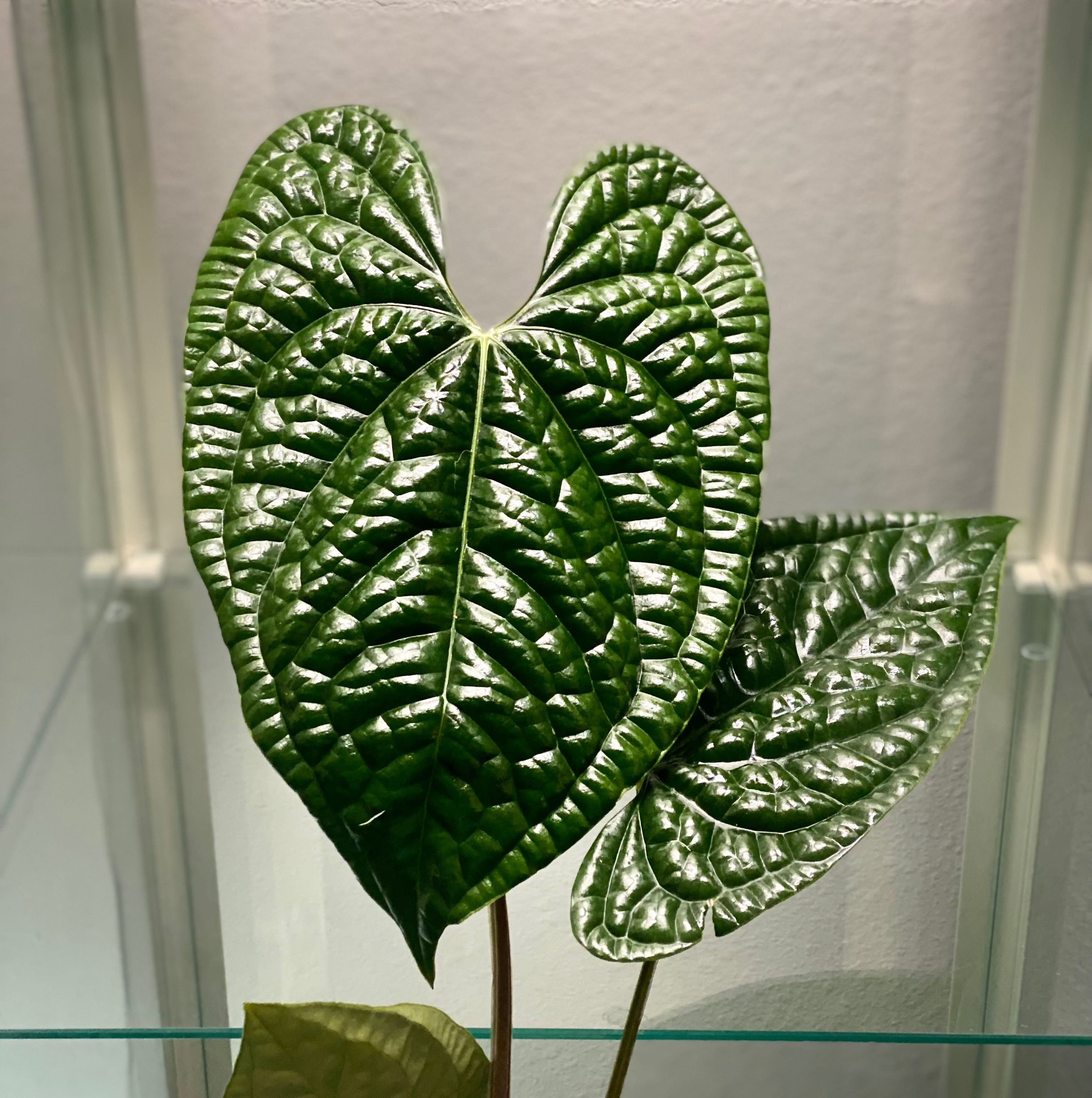 Healthy Anthurium Luxurians plant with glossy, dark green leaves.