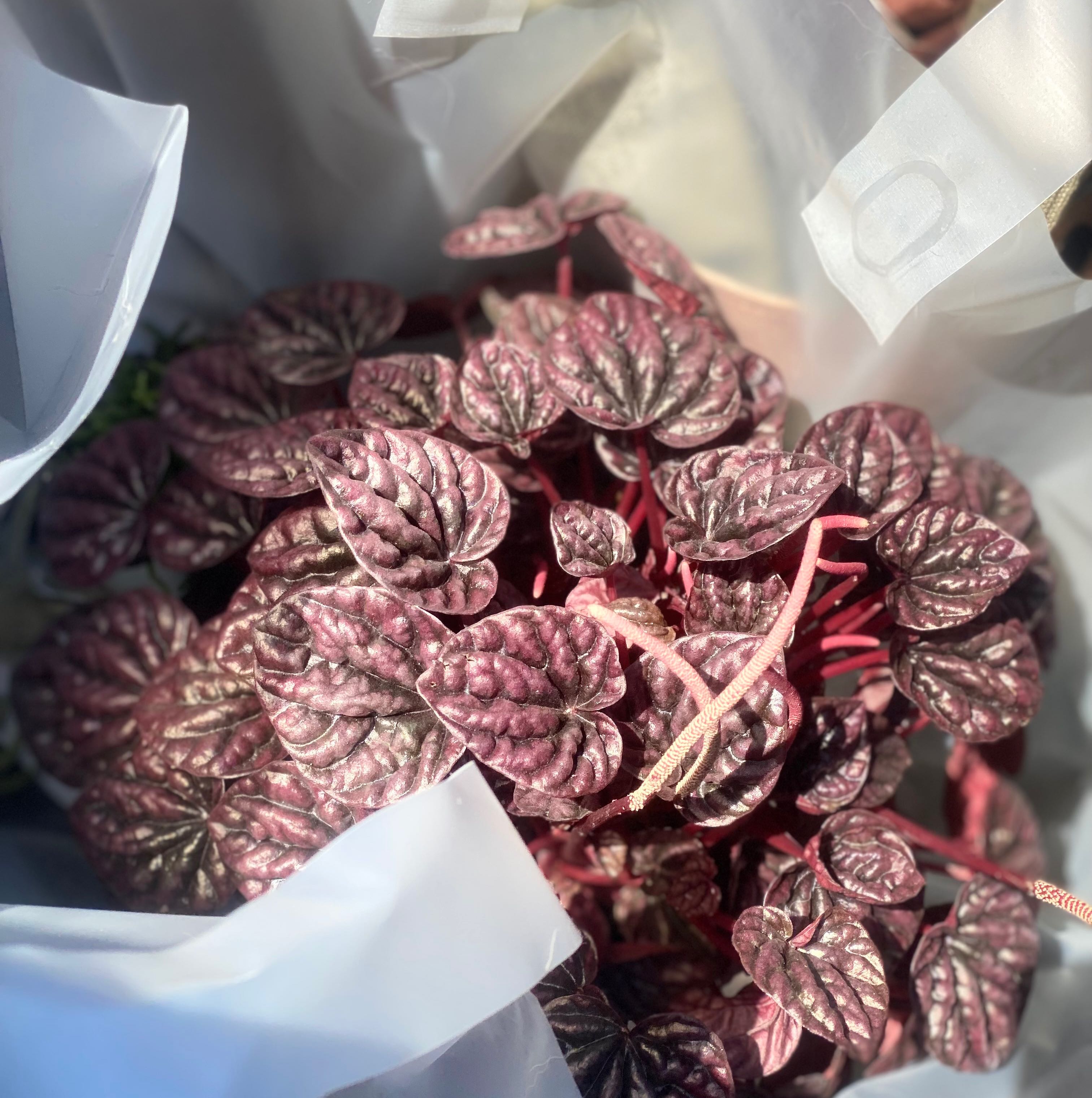 Schumi Red Peperomia plant with vibrant, healthy leaves.