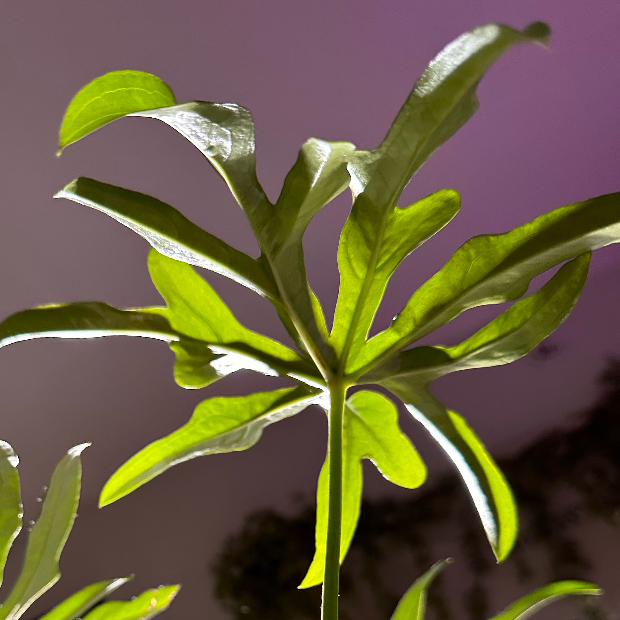 Photo of the plant species Anthurium podophyllum hybrid by @Swellsquid768 named Elina on Greg, the plant care app