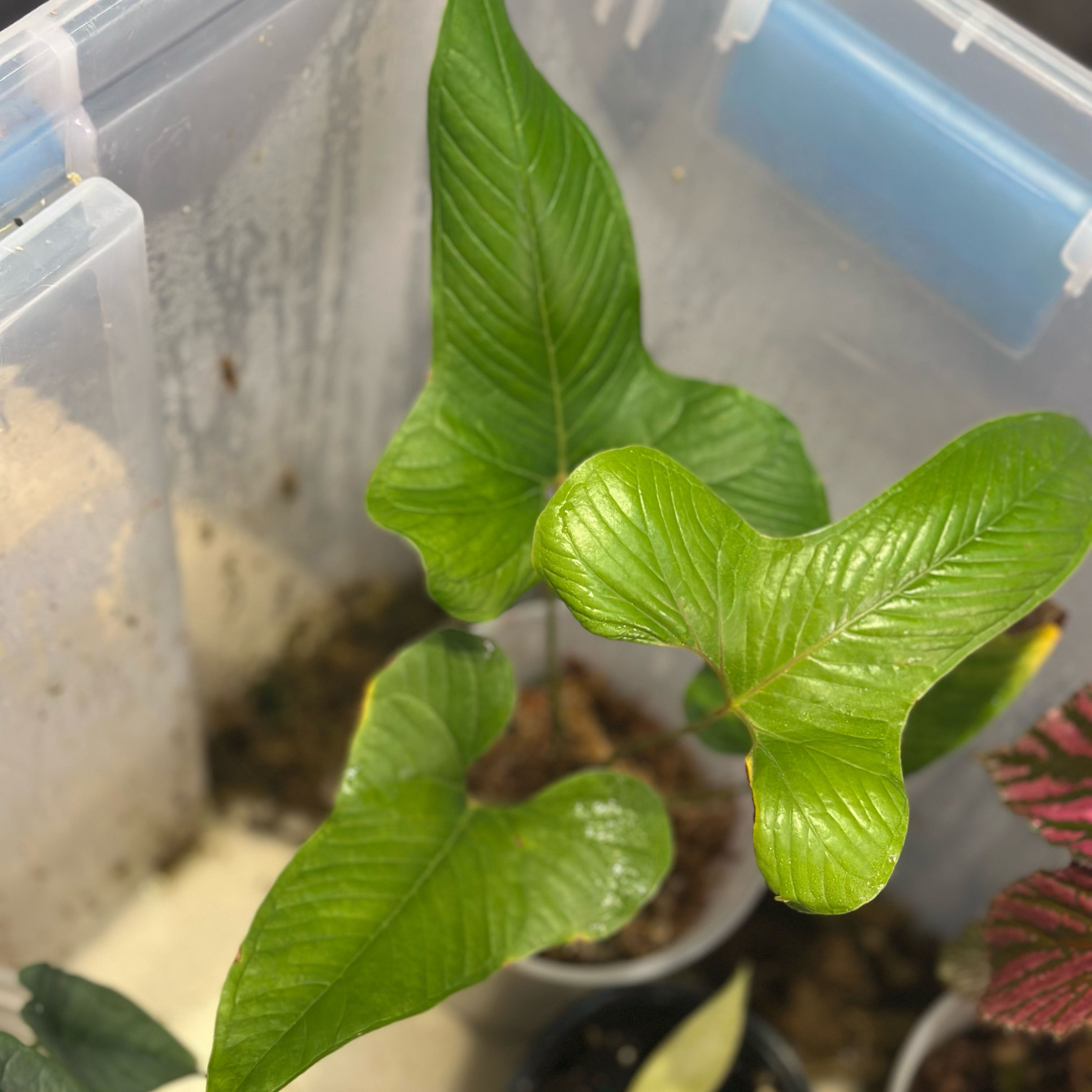Photo of the plant species Anthurium draconopterum by @Swellsquid768 named Lebron on Greg, the plant care app