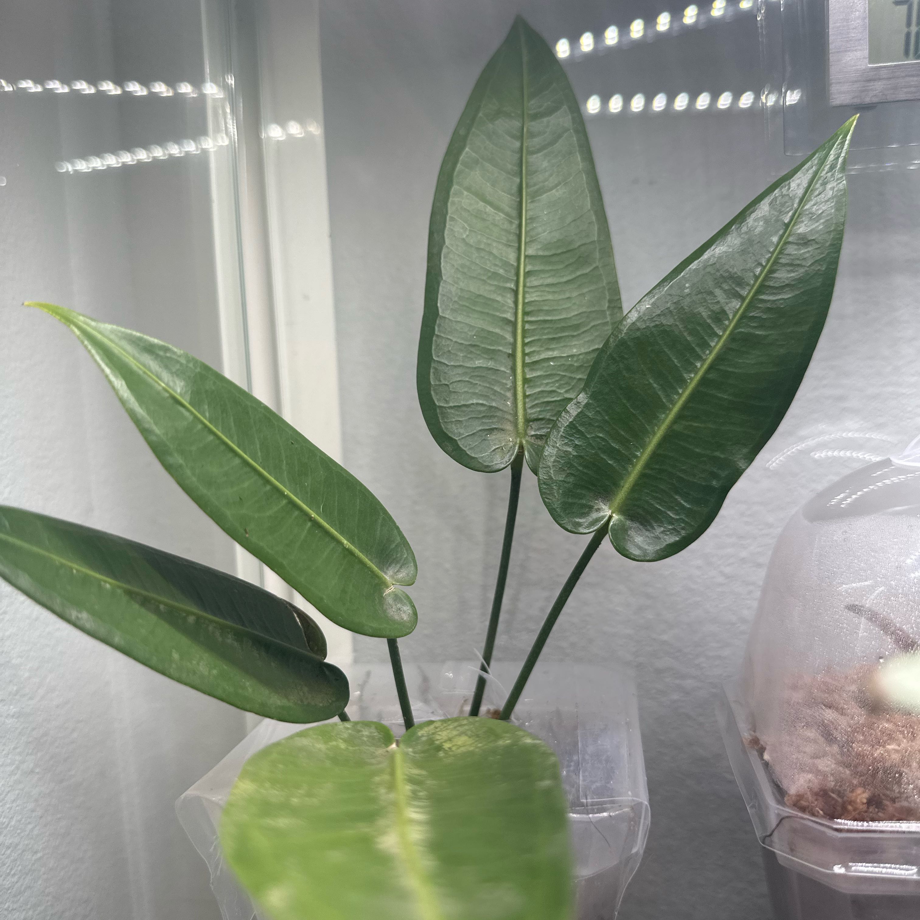 Photo of the plant species Anthurium by @Swellsquid768 named Anthurium Timplowmanii on Greg, the plant care app